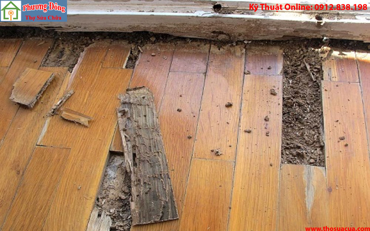 Cách xử lý sàn gỗ bị mối mọt