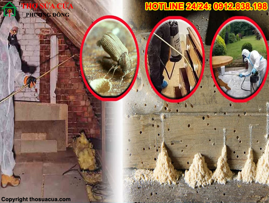 Cách diệt mọt gỗ