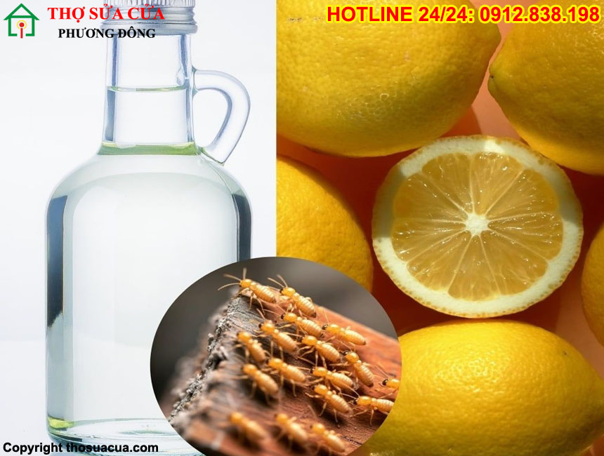 Cách diệt mọt gỗ